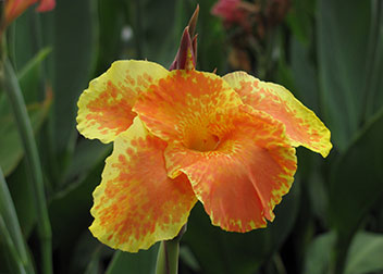 Cannas