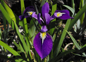 Water Irises